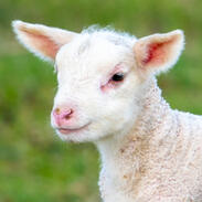 Lamb